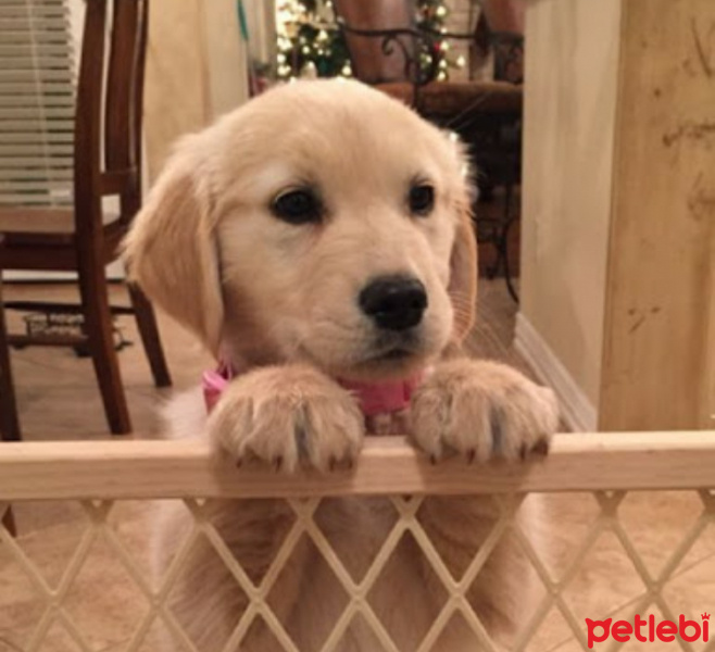 Golden Retriever, Köpek  Lola fotoğrafı