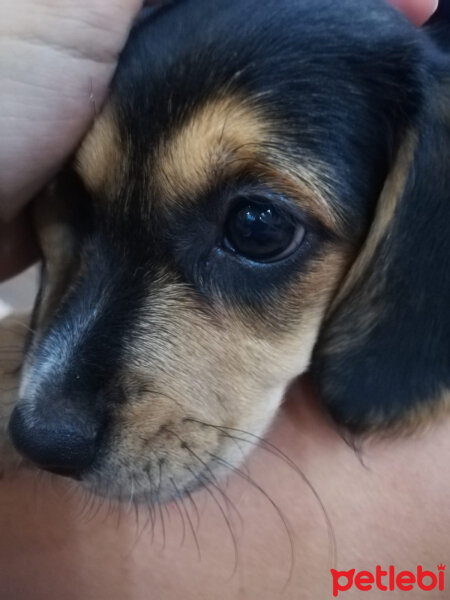 Beagle, Köpek  Paşa fotoğrafı