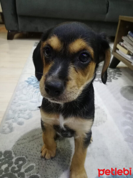 Beagle, Köpek  Paşa fotoğrafı