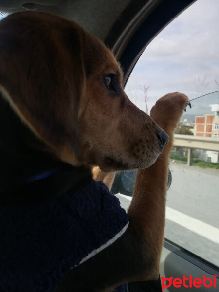 Beagle, Köpek  Paşa fotoğrafı