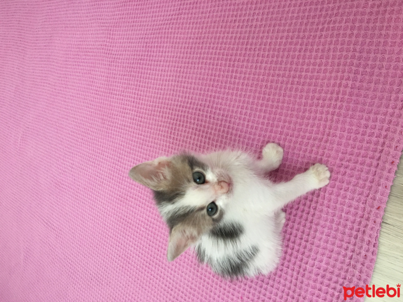 Tekir Kedi, Kedi  Joey fotoğrafı