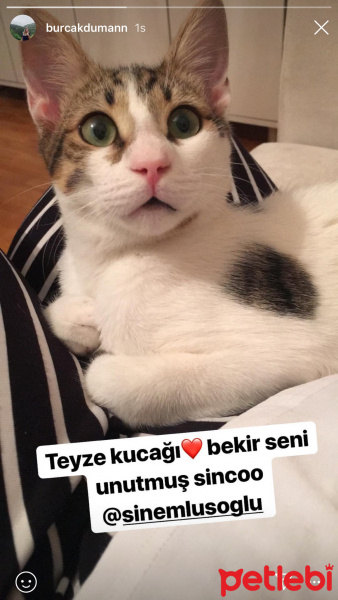 Tekir Kedi, Kedi  Bekir fotoğrafı