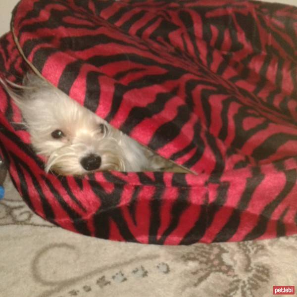 Maltese, Köpek  badem fotoğrafı