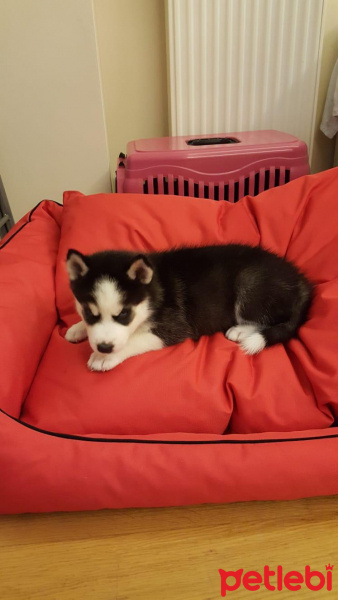 Sibirya Kurdu (Husky), Köpek  Buzul fotoğrafı