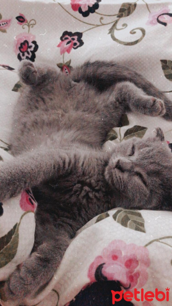 Scottish Fold, Kedi  Linda fotoğrafı