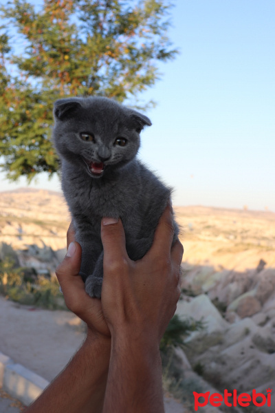 Scottish Fold, Kedi  Linda fotoğrafı