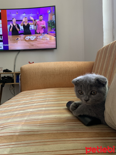 Scottish Fold, Kedi  Linda fotoğrafı