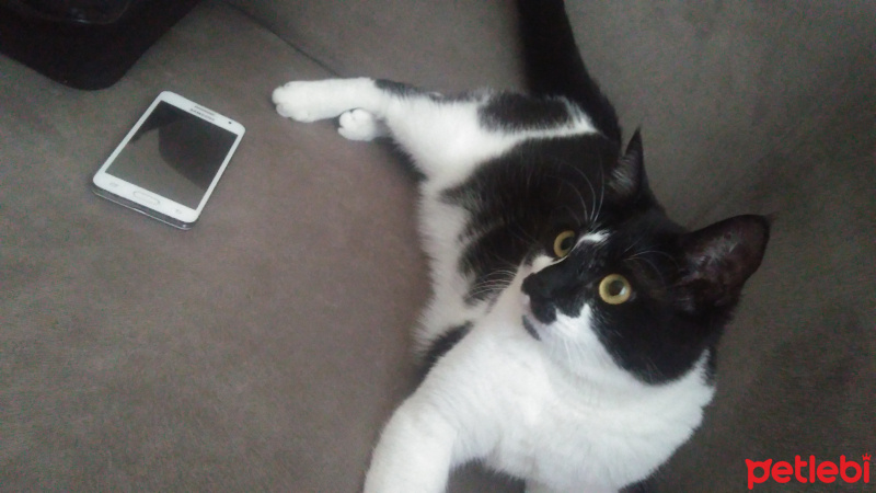 Tekir Kedi, Kedi  saldıray fotoğrafı