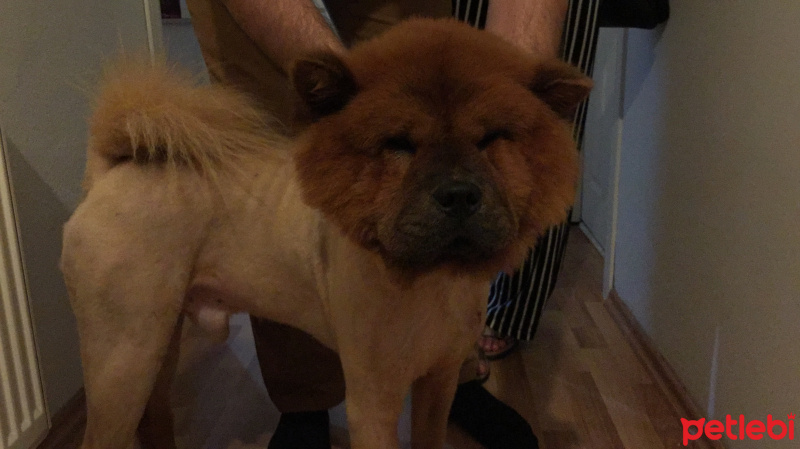Chow Chow (çin Aslanı), Köpek  Sirius fotoğrafı