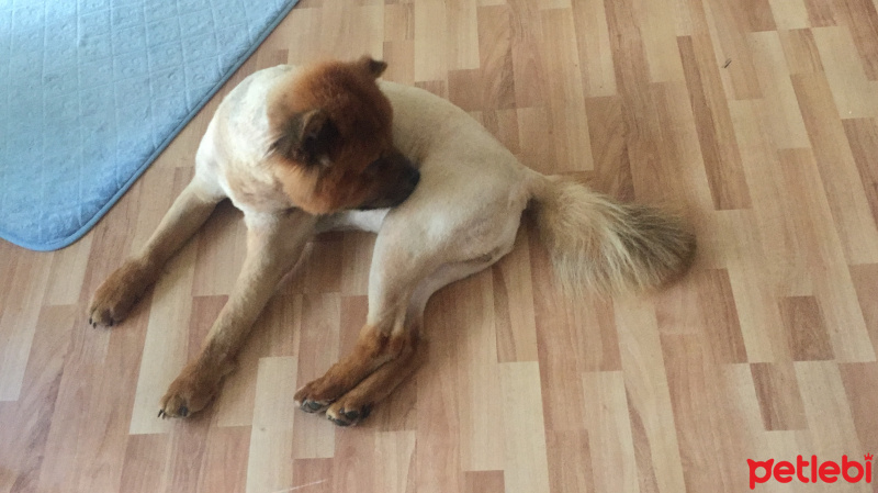 Chow Chow (çin Aslanı), Köpek  Sirius fotoğrafı