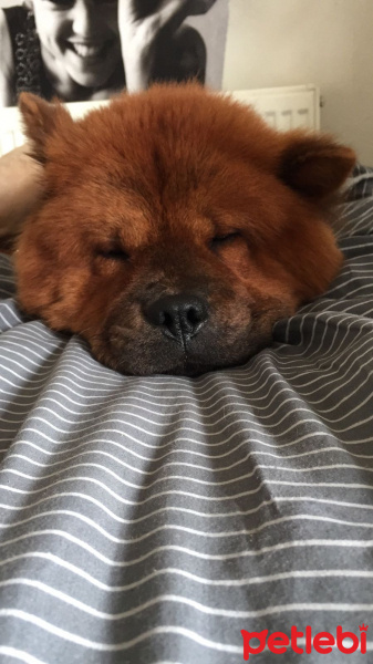Chow Chow (çin Aslanı), Köpek  Sirius fotoğrafı