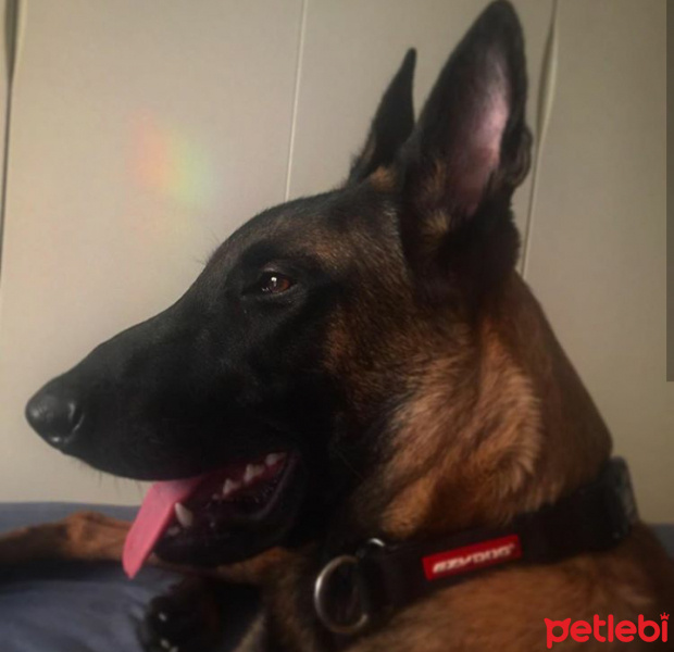 Alman Çoban Köpeği, Köpek  Oscar fotoğrafı