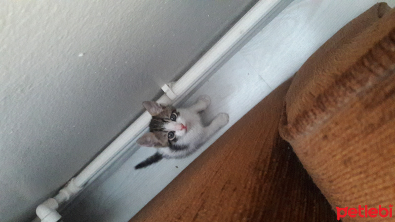 Tekir Kedi, Kedi  Çakıl fotoğrafı