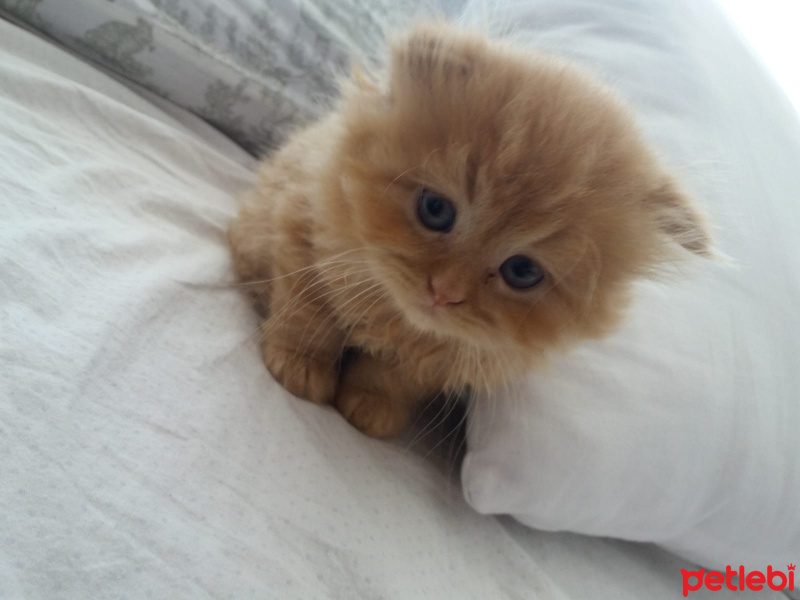 İran Kedisi (Persian), Kedi  Şanslı fotoğrafı