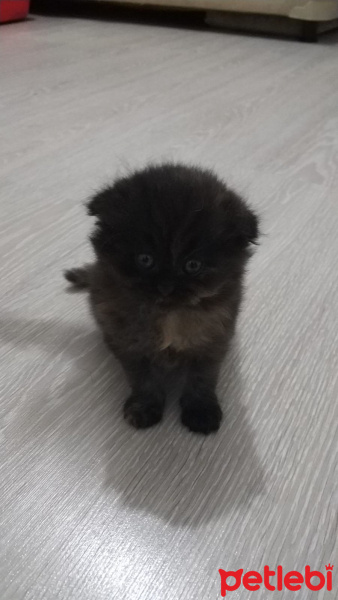 İran Kedisi (Persian), Kedi  Şanslı fotoğrafı