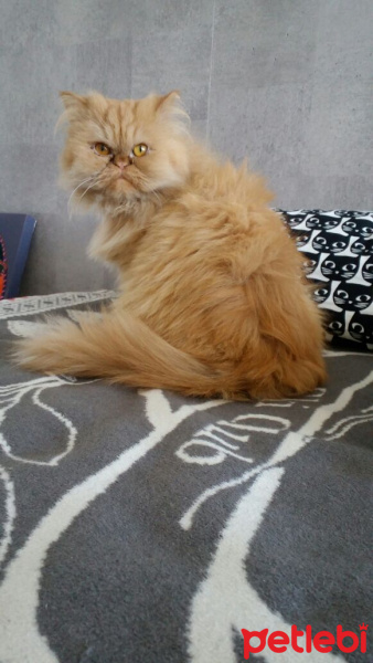 İran Kedisi (Persian), Kedi  Şanslı fotoğrafı