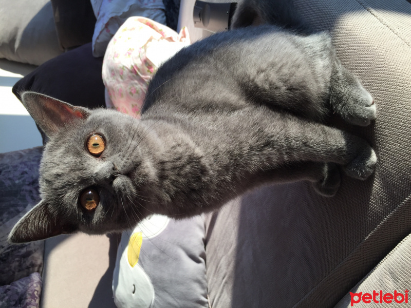 British Shorthair, Kedi  Venüs fotoğrafı