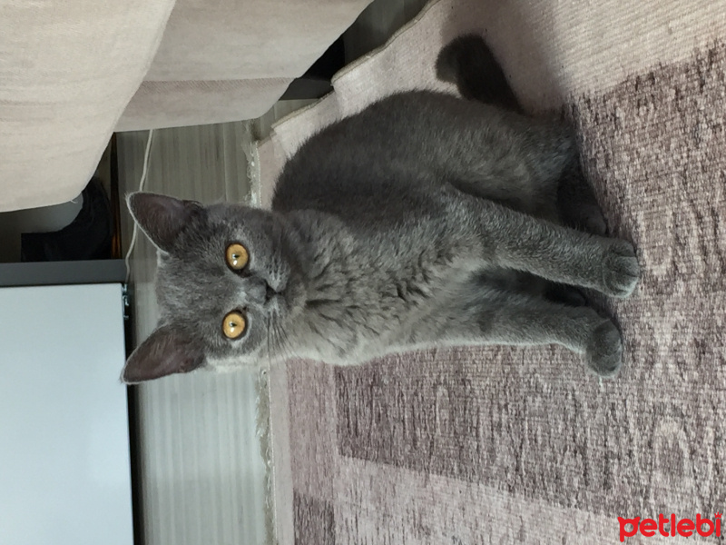 British Shorthair, Kedi  Venüs fotoğrafı
