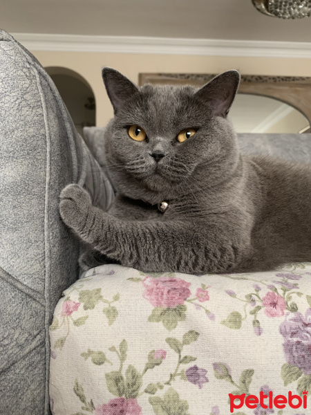 British Shorthair, Kedi  Venüs fotoğrafı