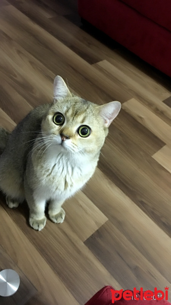Scottish Fold, Kedi  TARÇIN fotoğrafı