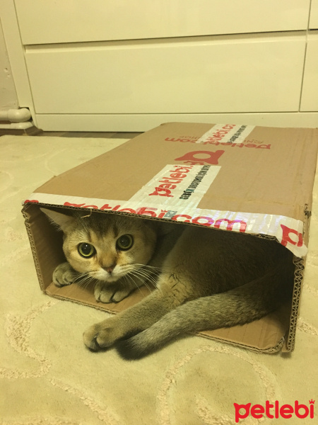 Scottish Fold, Kedi  TARÇIN fotoğrafı
