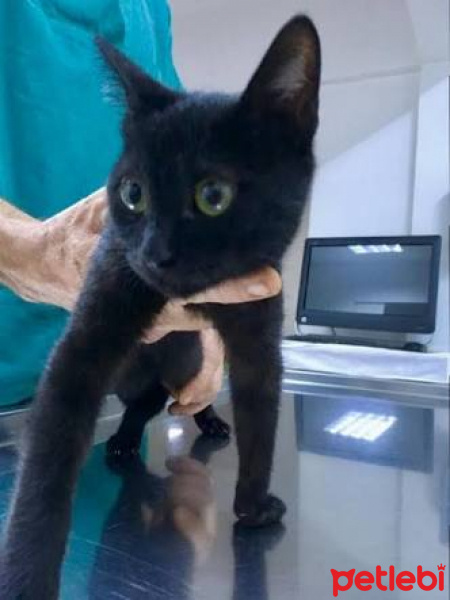 Bombay, Kedi  Kara fotoğrafı