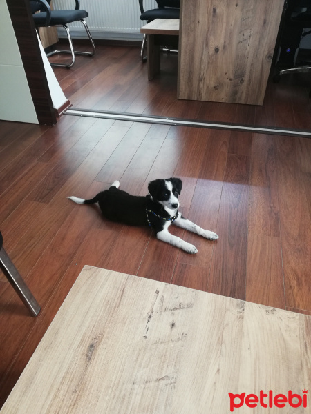 Border Collie, Köpek  Zeytin fotoğrafı