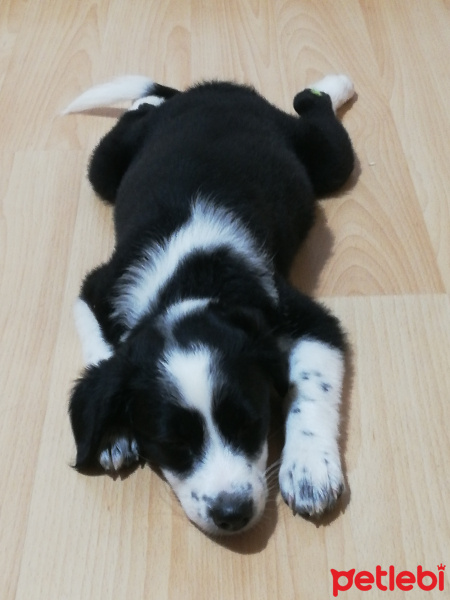 Border Collie, Köpek  Zeytin fotoğrafı