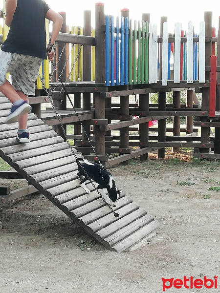 Border Collie, Köpek  Zeytin fotoğrafı