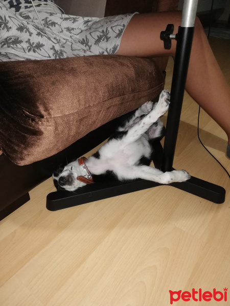 Border Collie, Köpek  Zeytin fotoğrafı