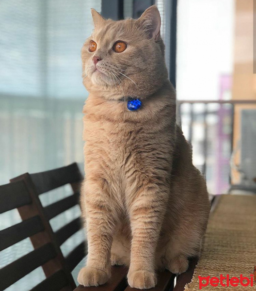 British Shorthair, Kedi  Bella fotoğrafı