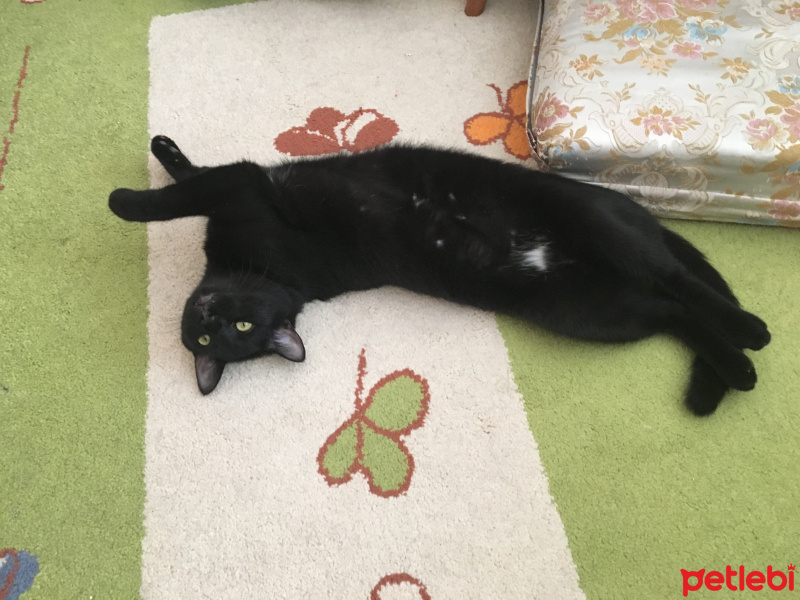 Tekir Kedi, Kedi  Zeytin fotoğrafı