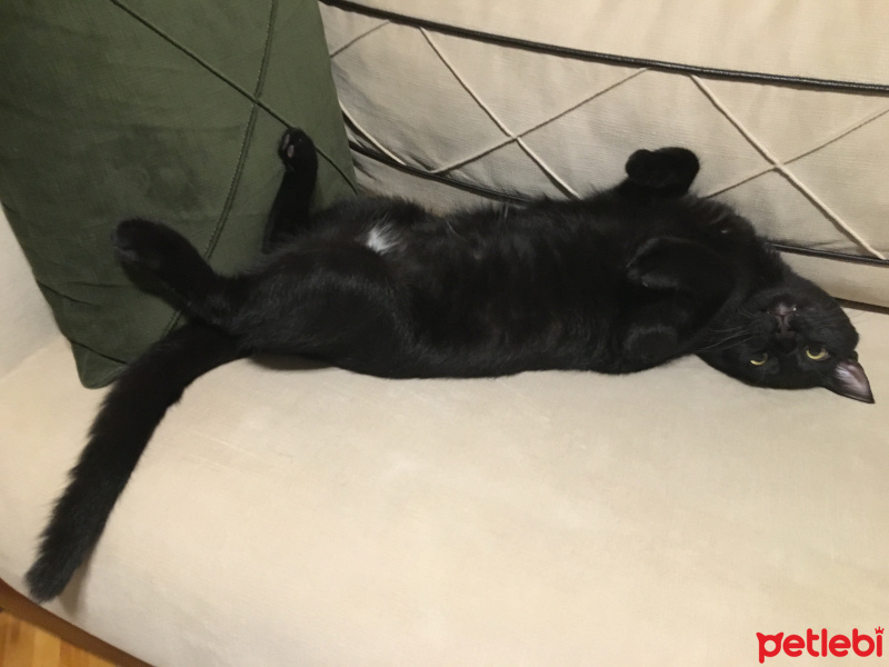 Tekir Kedi, Kedi  Zeytin fotoğrafı