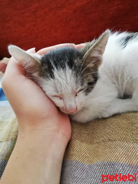 Tekir Kedi, Kedi  Cüneyt fotoğrafı