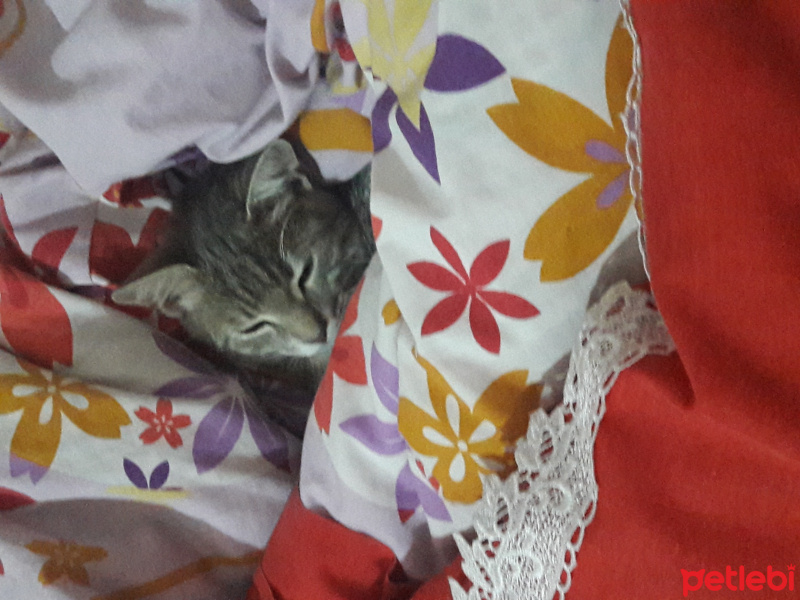 Tekir Kedi, Kedi  Duman fotoğrafı
