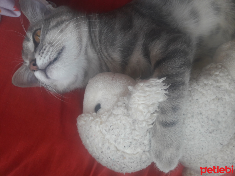 Tekir Kedi, Kedi  Duman fotoğrafı