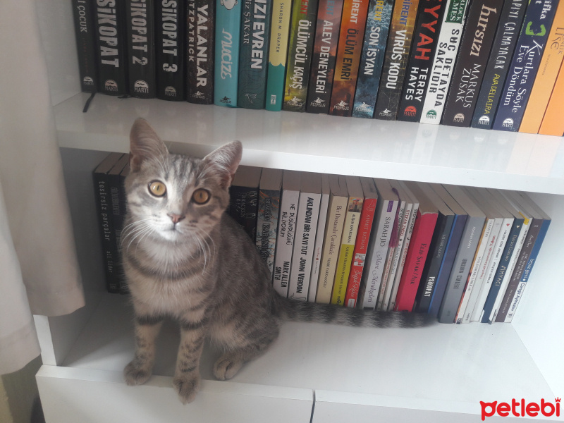 Tekir Kedi, Kedi  Duman fotoğrafı