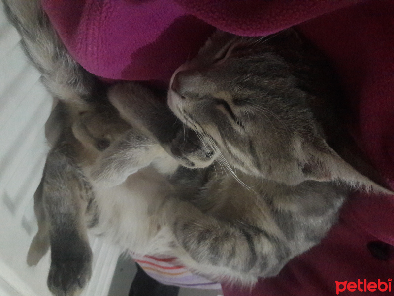 Tekir Kedi, Kedi  Duman fotoğrafı