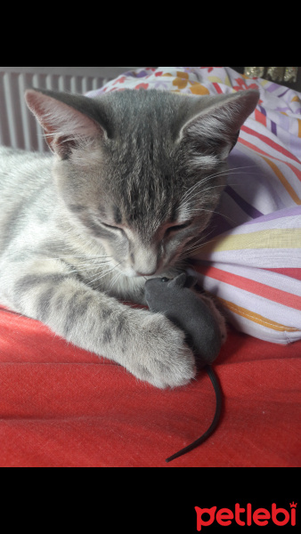 Tekir Kedi, Kedi  Duman fotoğrafı
