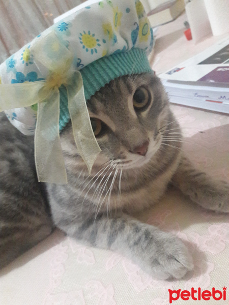 Tekir Kedi, Kedi  Duman fotoğrafı