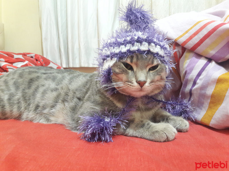 Tekir Kedi, Kedi  Duman fotoğrafı