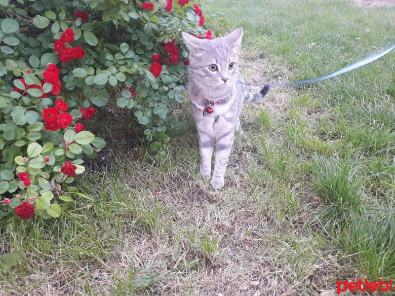 Tekir Kedi, Kedi  Duman fotoğrafı