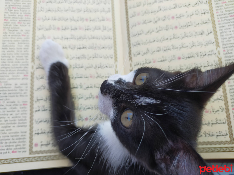 Tekir Kedi, Kedi  Duman fotoğrafı