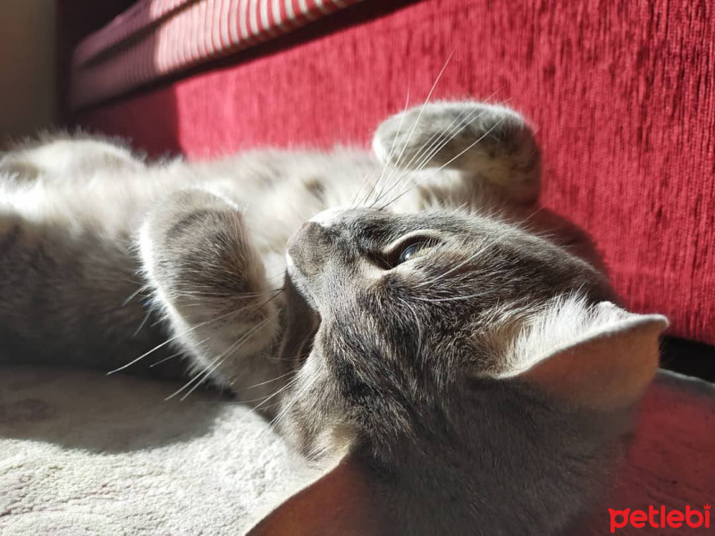Tekir Kedi, Kedi  Duman fotoğrafı