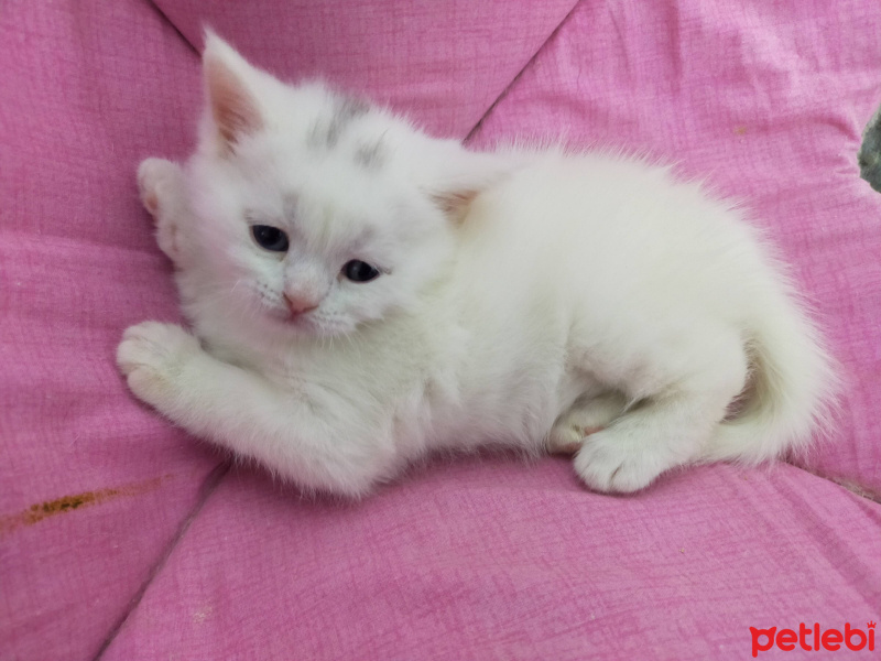 Tekir Kedi, Kedi  Duman fotoğrafı