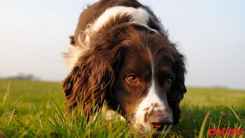 İngiliz Springer Spaniel, Köpek  Şanslı fotoğrafı