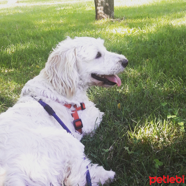 Sokö (Sokak Köpeği), Köpek  İrma fotoğrafı