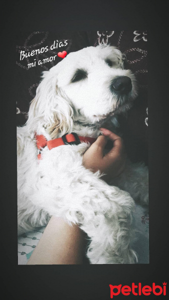 Sokö (Sokak Köpeği), Köpek  İrma fotoğrafı