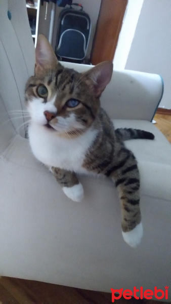 Tekir Kedi, Kedi  Zıpzıp fotoğrafı