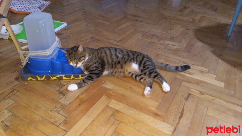 Tekir Kedi, Kedi  Zıpzıp fotoğrafı